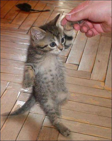 可爱猫咪跳舞搞笑图片