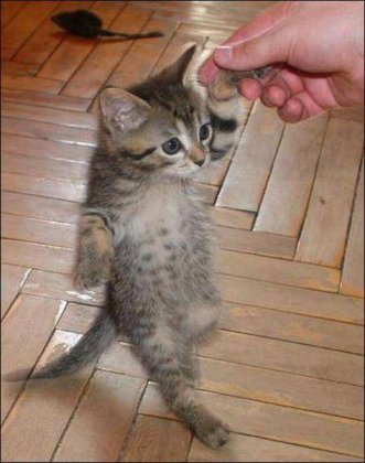 可爱猫咪跳舞搞笑图片