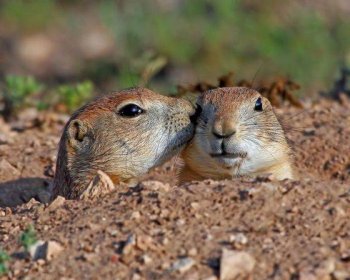 动物恶搞图片之宝贝啵一个