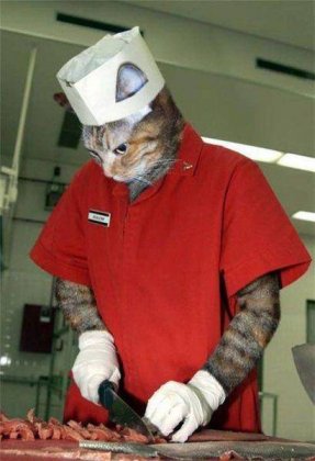 恶搞ps神图之猫咪厨师型男