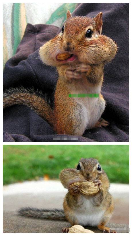 囧图搞笑松鼠图片之饿死我了