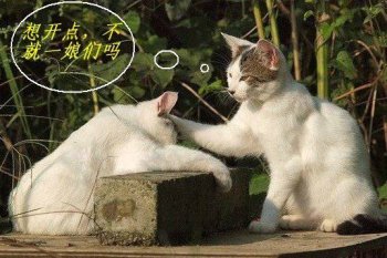 猫咪图片恶搞爆笑文字图