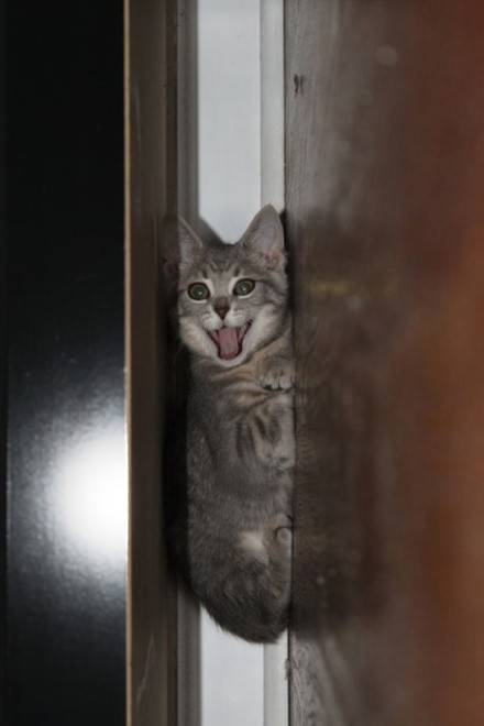 动物恶搞图片之你抓不到我