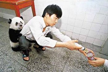 爆笑搞笑图片之熊猫怕打针