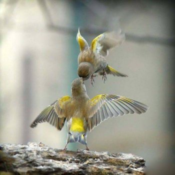 动物恶搞图片之鸟类金字塔