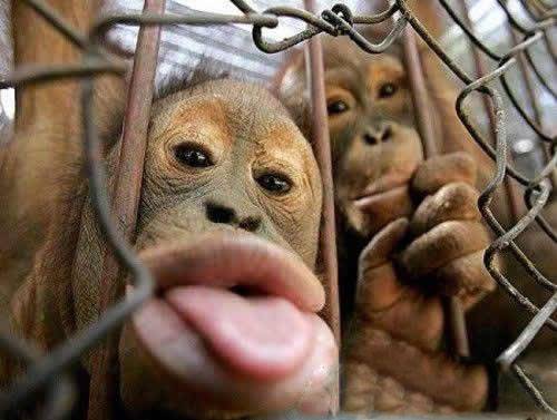 动物恶搞图片之烈焰厚唇