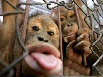 动物恶搞图片之烈焰厚唇