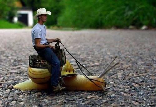 恶搞ps图片之超级拉风坐骑