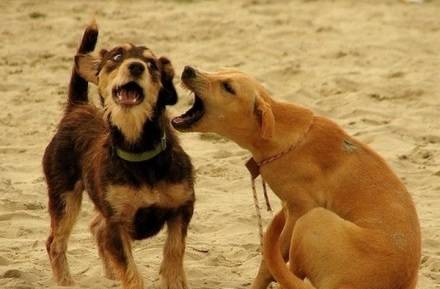 动物恶搞图片之我爱你