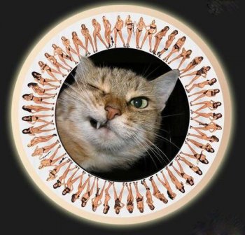 猫咪搞笑囧图表情图片