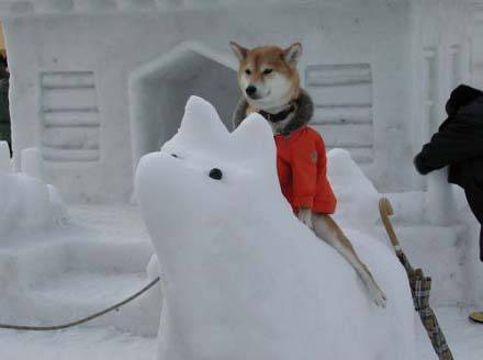 爆笑恶搞图片之主人，我屁股凉