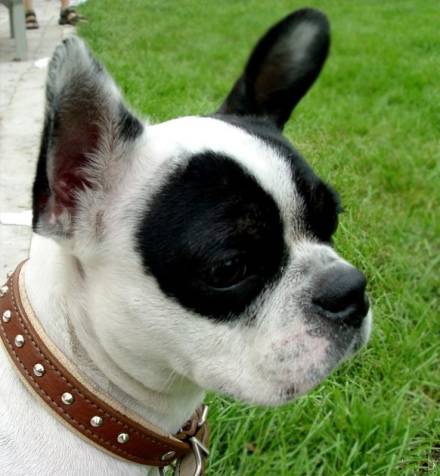 动物自拍搞笑图片之我熬夜了