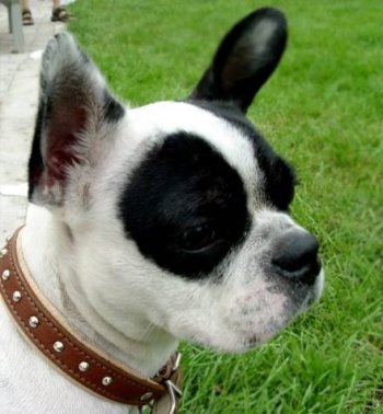 动物自拍搞笑图片之我熬夜了