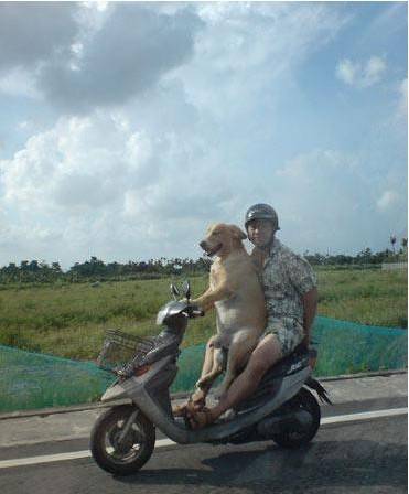 狗图片搞笑大全之我家狗成精了