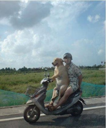 狗图片搞笑大全之我家狗成精了