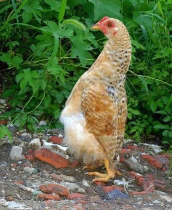 动物恶搞图片之做鸡也要挺直腰杆