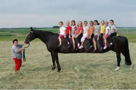 超搞笑动物图片之手动型加长林肯