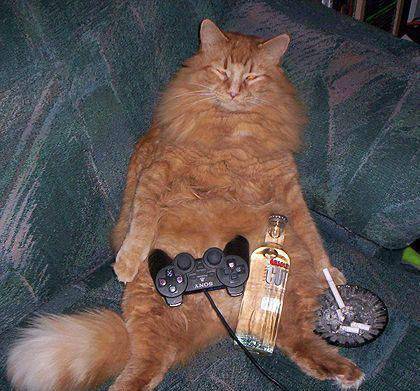 动物恶搞图片之猫王的待遇