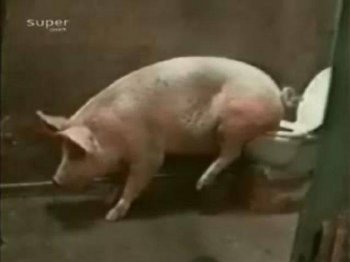 搞笑图片大全之会用马桶的猪