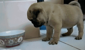 可爱的小动物动态图之萌呆了