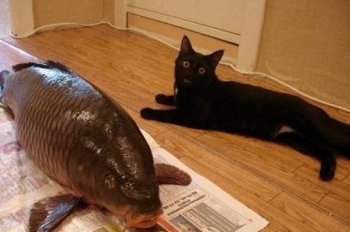 猫咪搞笑图之幸福来得太突然了