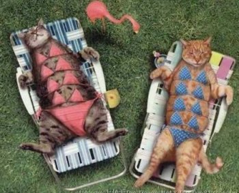 动物恶搞图片大全之好漂亮的美女