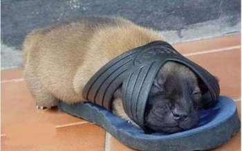 超搞笑动物图片之这床小了点