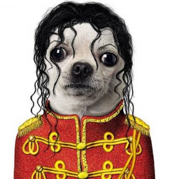 恶搞动物图片之超强动物模仿秀