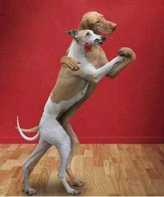 动物恶搞图片大全之好优美的舞姿