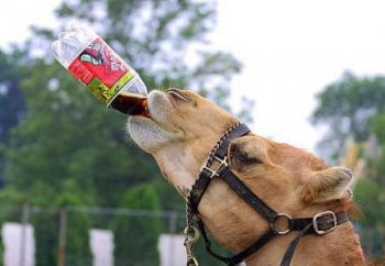 渴了，给我来一瓶