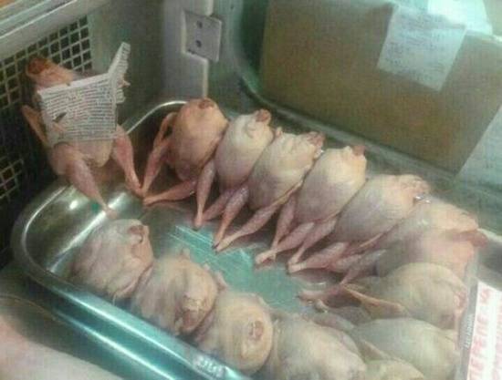 动物恶搞图片之开会了