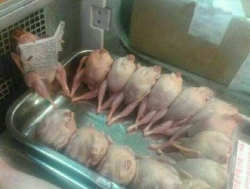 动物恶搞图片之开会了