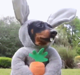 搞笑狗狗动态图之我是只小兔子