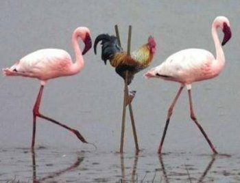 动物的搞笑图片之我在装逼