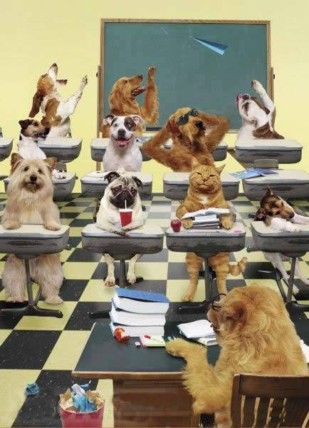 动物恶搞图片之请保持课堂秩序