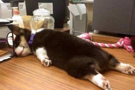 搞笑的狗狗睡觉图片之累瘫了