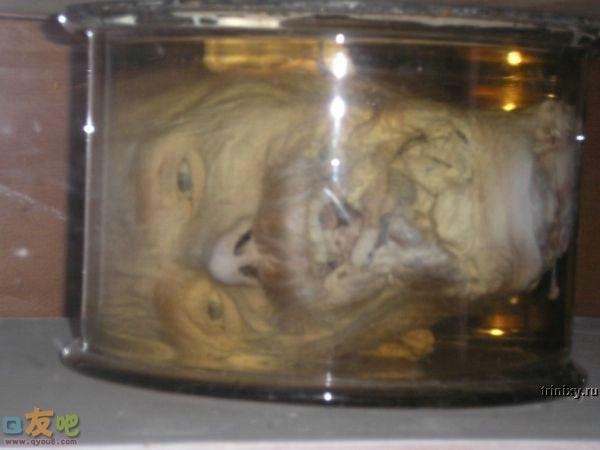 恐怖的人体标本图片