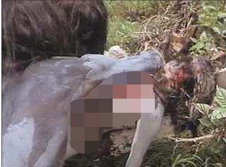 非洲食人族图片