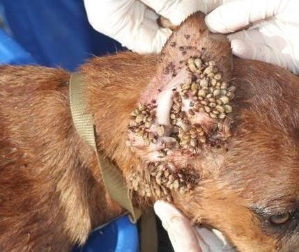 恶心图片吓死人不偿命