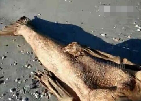 美人鱼尸体图片