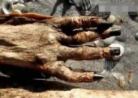 美人鱼尸体图片