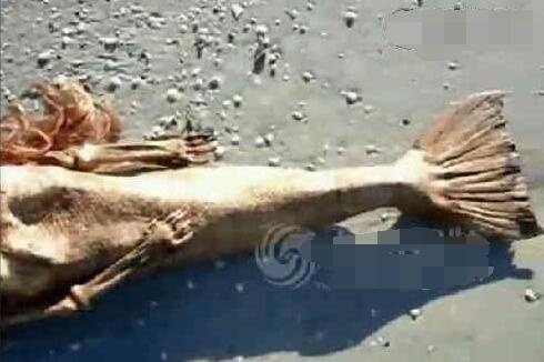 美人鱼尸体图片