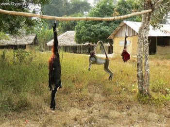 非洲人吃猴子图片