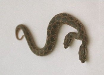 长着两个头的畸形壁虎