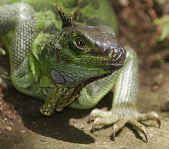 长着角的奇异生物