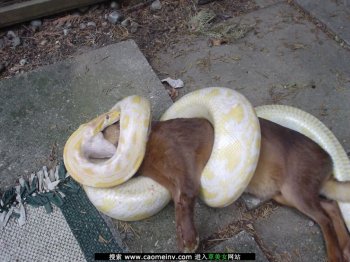 凶恶的白蛇掠食小狗