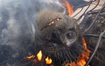 非洲恐怖残忍图片：红烧猴头