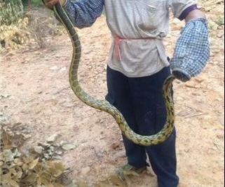 农村老汉冒死抓毒蛇，制蛇酒500元一瓶生意火爆