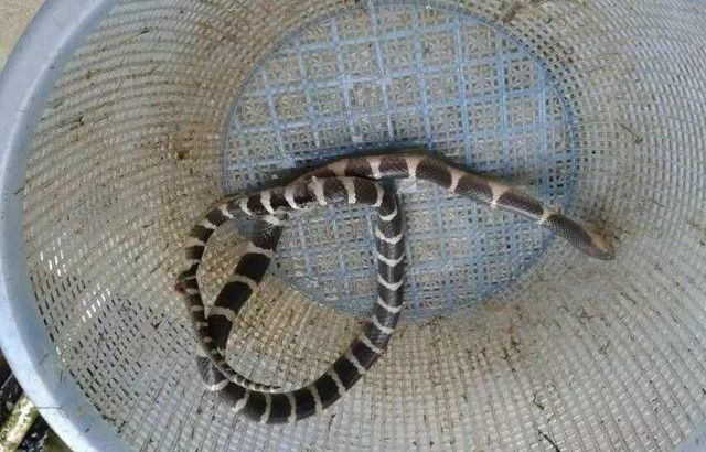 农村老汉冒死抓毒蛇，制蛇酒500元一瓶生意火爆