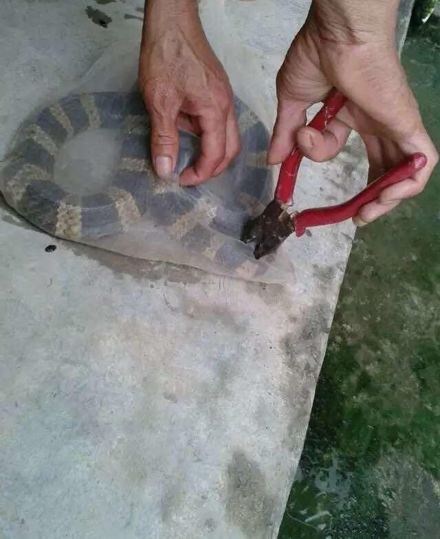 农村老汉冒死抓毒蛇，制蛇酒500元一瓶生意火爆